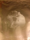 Leucoagaricus barssii image