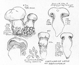 Cortinarius latus image