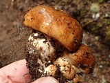 Cortinarius latus image