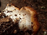 Cortinarius latus image