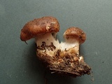 Cortinarius latus image