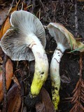 Gomphidius oregonensis image