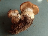Cortinarius latus image
