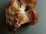 Cortinarius latus image