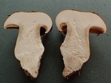 Cortinarius latus image