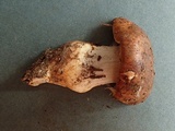 Cortinarius latus image
