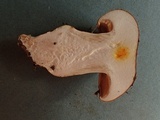 Cortinarius latus image