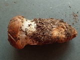 Cortinarius latus image