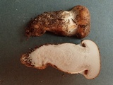 Cortinarius latus image