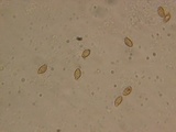 Cortinarius latus image