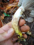 Gomphidius oregonensis image