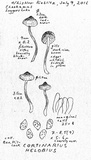 Cortinarius helobius image