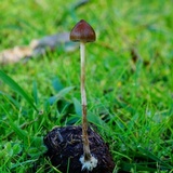 Psilocybe alutacea image
