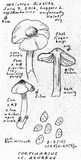 Cortinarius anomalus image