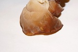 Auricularia angiospermarum image