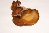 Auricularia angiospermarum image