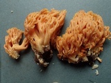 Ramaria flavigelatinosa var. megalospora image