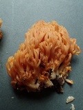 Ramaria flavigelatinosa var. megalospora image