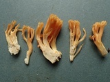 Ramaria flavigelatinosa var. megalospora image