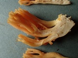 Ramaria flavigelatinosa var. megalospora image