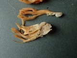 Ramaria flavigelatinosa var. megalospora image