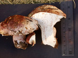 Hygrophorus purpurascens image