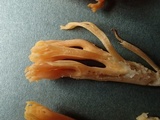 Ramaria flavigelatinosa var. megalospora image