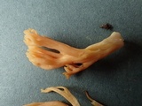 Ramaria flavigelatinosa var. megalospora image