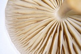 Hymenopellis radicata image