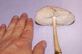 Hymenopellis radicata image