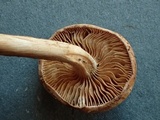 Hebeloma bruchetii image