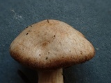 Hebeloma bruchetii image