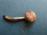 Hebeloma bruchetii image