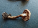 Hebeloma bruchetii image