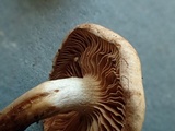 Hebeloma bruchetii image