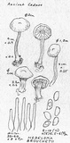 Hebeloma bruchetii image