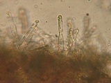 Hebeloma bruchetii image