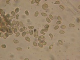 Hebeloma bruchetii image