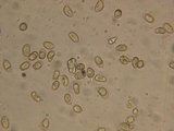 Hebeloma bruchetii image