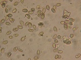 Hebeloma bruchetii image
