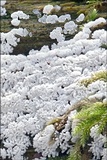 Ceratiomyxa fruticulosa var. fruticulosa image