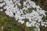 Ceratiomyxa fruticulosa var. fruticulosa image