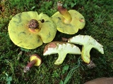 Baorangia bicolor image