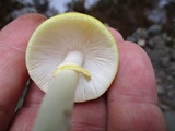 Amanita elongata image