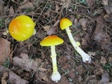 Amanita frostiana image