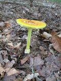 Amanita frostiana image