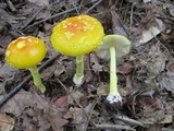 Amanita frostiana image