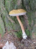 Austroboletus gracilis var. gracilis image