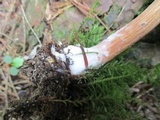 Austroboletus gracilis var. gracilis image