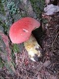 Boletus miniato-olivaceus image